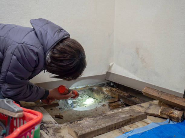 Versailles, PA Mold Removal Company